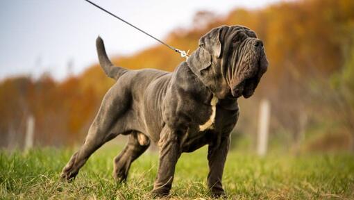Neo mastiff puppies for adoption hot sale
